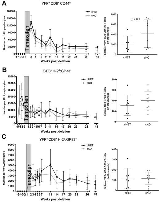 Figure 3. Maintenance of antigen-specific memory cells is not dependent on SLP-76. cHET and cKO mice were bled longitudinally, and peripheral blood lymphocytes were isolated and stained for multicolor flow cytometry. (A) SLP-76–deficient CD44hi cell number was determined longitudinally in peripheral blood samples (left) and spleens (right). (B) Total GP33-specific CD8+ T cells enumerated from peripheral blood (left) and spleen (right). (C) YFP+H-2Db:GP33-specific CD8+ T cells enumerated from peripheral blood (left) and from spleen (right). For the longitudinal studies, cells were gated on populations as indicated, and normalized to number of cells per 1 million lymphocytes, as described in “Quantification of T lymphocytes from peripheral blood.” Data points are shown as mean and standard deviations. Black represents cHET; and gray, cKO. Longitudinal bleeding data are compiled from 15 mice in 2 independent infections. Splenocyte numbers are compiled from mice at 6, 10, and 48 weeks after infection in a total of 4 independent infections.