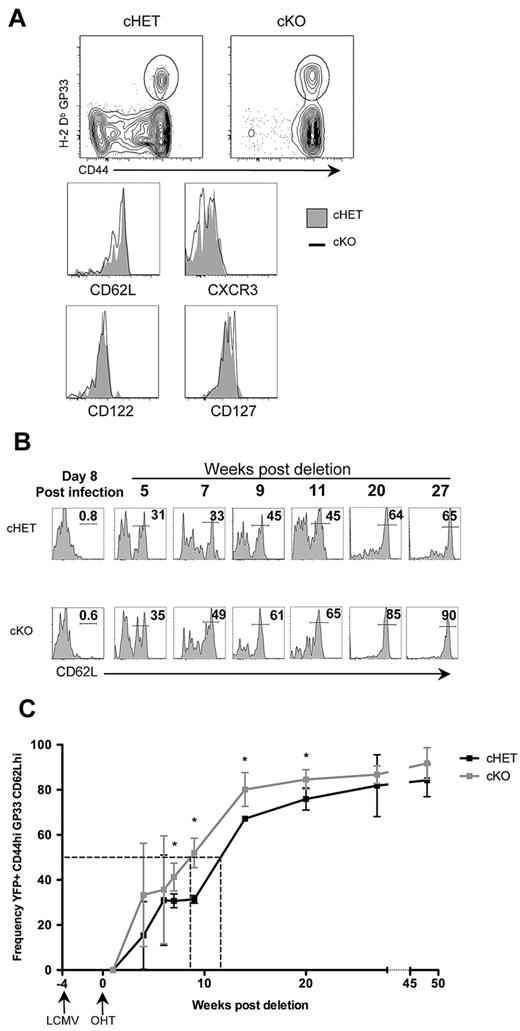 Figure 4. Lack of persistent SLP-76–dependent TCR signals alters CD8+ Tcm differentiation. (A) Immunophenotyping of splenocytes from cHET and cKO mice 48 weeks after SLP-76 deletion. (Top) Contour plots gated on CD8+ T cells with a gate drawn around the CD44hiH-2Db:GP33+ population. (Bottom) Histograms of CD44hiH-2Db:GP33+-gated populations comparing cell-surface expression of CXCR3, CD122, CD127, and CD62L in cHET and cKO mice splenocytes. cHET cells are in solid gray; the black line represents cKO. (B) Representative histograms of CD62L expression on CD44hiH-2Db:GP33+–gated cells from cHET (top) and cKO (bottom) peripheral blood. The time after deletion is indicated in weeks. Relative percentages of cells within the indicated gated regions are shown. (C) Frequency of CD62LhiYFP+CD44hiH-2Db:GP33+ T cells in peripheral blood. Averages and standard deviations from of cHET (black) and cKO (gray) cohorts are shown from infection with LCMV-Armstrong up to 48 weeks after deletion of SLP-76. Timing of LCMV and tamoxifen are indicated below the x-axis. Dotted vertical lines indicate the point at which 50% of each population was CD62Lhi. Asterisks show time points with statistical differences (P < .05).
