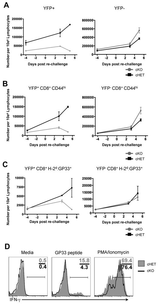 Figure 5. Persisting SLP-76–deficient H-2Db:GP33+ CD8+ T cells from cKO mice are unable to respond to TCR signals. Forty-eight weeks after SLP-76 deletion, mice were rechallenged with LCMV clone 13 infection, and expansion was assessed quantitatively in peripheral blood at days 3 and 5 after infection. Data are gated on: (A) total CD8+, (B) CD8+CD44hi, and (C) CD8+H-2Db:GP33+ cells. Cells are further gated for YFP expression, with the YFP+ populations shown in the left column and YFP− populations shown in the right column. Each data point shows mean and standard deviation from 2 mice in each cohort. (D) Splenocytes from cHET and cKO mice were isolated at day 5 after rechallenge and stimulated in vitro for 4 hours. Samples were stained for immunophenotyping and intracellular cytokine expression. Histograms are gated on YFP+CD8+CD44hi cells. Numbers in the top right quadrant show the relative percentage of cells in each gate. Shaded histograms represent cHET mice; black line histograms represent cKO mice. Data are representative of stimulations from 2 cHET and 2 cKO mice.