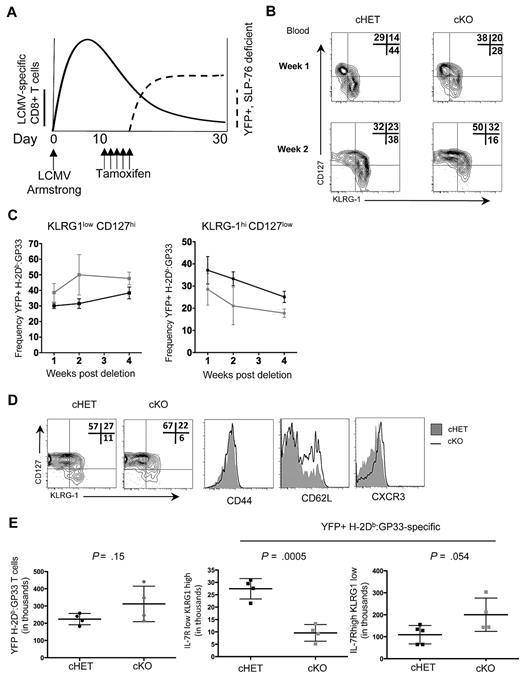Figure 6. SLP-76 is required for normal memory generation after acute LCMV infection. (A) Schematic of the experimental design. cHET and cKO mice were infected with LCMV-Armstrong on day 0, with subsequent expansion of CD8+ T cells (bold line). On days 11 to 15, mice were administered tamoxifen with subsequent deletion of SLP-76 and expression of YFP (dashed line). (B) Contour plots of CD8+H-2Db:GP33+YFP+ gated peripheral blood lymphocytes isolated at 1 and 2 weeks after deletion from cHET and cKO mice. Frequencies in each gate are indicated in the top right corner of each plot. Data are representative of 5 cHET and 5 cKO mice. (C) Longitudinal quantitation of CD8+H-2Db:GP33+YFP+ KLRG1lowCD127high (left) and KLRG1highCD127low (right) frequencies from cHET versus cKO peripheral blood lymphocytes. Mean and standard deviations are a composite from 2 independent experiments using a total of 5 cHET and 5 cKO mice. (D) Contour plots from splenocytes isolated from cHET and cKO mice 4 weeks after deletion. All plots are gated on CD8+H-2Db:GP33+YFP+. Shaded histograms are from cHET mice; solid black histograms are from cKO mice. Data are representative of 2 independent experiments. (E) Quantitation of CD8+H-2Db:GP33+YFP+ MP and SLEC populations in cHET and cKO mice spleens 4 weeks after deletion. Each point represents an individual mouse.