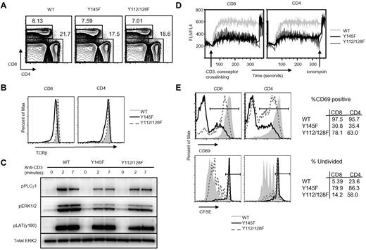 Figure 1. SLP-76 KI T cells show defects in TCR-induced proximal signal transduction and functional responses in vitro. (A) Contour plots show surface expression of CD4 and CD8 on lymphocytes from WT, Y145F, and Y112/128F spleens (n > 20). (B) Surface expression of TCRβ on CD4+ and CD8+ gated splenocytes from WT, Y145F, and Y112/128F mice (n = 6). (C) Spleen and lymph node cells from WT and KI mice were stimulated with anti-CD3 for the indicated times, lysed, and probed by Western blot with the indicated antibodies. Anti-Erk2 was used for a loading control (n = 3). (D) Ca2+ flux was measured in WT, Y145F, and Y112/128F CD4+ and CD8+ gated lymph node cells by flow cytometry following CD3, CD4, and CD8+ cross-linking (n = 4). (E) Splenocytes from WT, Y145F, and Y112/128F mice were incubated overnight in the presence of 0.1 μg of anti-CD3 or for 72 hours in the presence of 0.01 μg of anti-CD3 then measured for CD69 up-regulation (top panel; n > 5) and CFSE dilution (bottom panel; n > 5), respectively. Numbers in the tables represent frequency of cells within the gates depicted in the histograms.