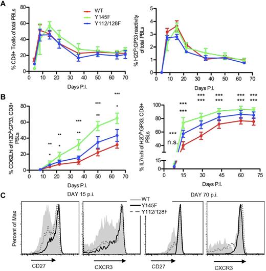 Figure 6. SLP-76 KI mice generate long-lived memory T cells with accelerated acquisition of a “mature” phenotype. WT, Y145F, and Y112/128F mice were infected with LCMV Armstrong and monitored for 60-130 days. Data are representative of 3 independent experiments with 5-10 mice per group. (A) The percentage of CD8+ T cells (left panel) and H2Db:GP33-reactive CD8+ T cells (right panel) among PBLs from WT, Y145F, and Y112/128F mice at indicated days postinfection. (B) The percentage of CD62Lhi cells (left panel) and IL-7rαhi cells (right panel) among H2Db:GP33-reactive CD8+ PBLs from WT, Y145F, and Y112/128F mice at indicated days postinfection. Average percentage of cells ± SEM is shown. (C) CD27 and CXCR3 surface expression on WT, Y145F, and Y112/128F H2Db:GP33-reactive, CD8+ PBLs from day 15 (left panel) and day 70 (right panel) postinfection. Time points with significant differences between Y145F KI and WT (top asterisks) and Y112/128F KI and WT (bottom asterisks) are depicted: ***P < .001, **P = .001-.01, *P = .01-.05. Slopes of the graphic representation of CD62L expression over time were compared between WT and Y145F and WT and Y112/128F by nonlinear regression; P < .0001 for both comparisons. Slopes of the graphic representation of IL-7rα expression over time were compared between WT and Y145F and WT and Y112/128F by nonlinear regression and were not significantly different.