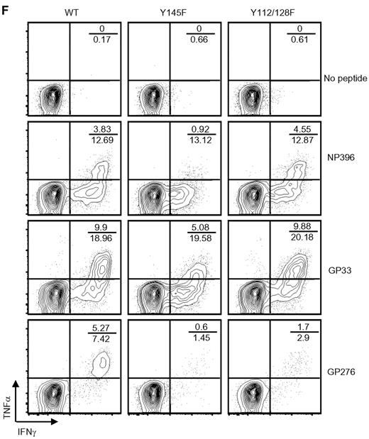 Figure 2. SLP-76 KI mice have intact CD8+ T-cell expansion but defective effector function in response to acute LCMV infection. (A) PBLs were isolated from serial bleeds from WT and KI mice at the indicated time points before and after LCMV infection and were analyzed by flow cytometry. CD8+ T cells (average ± SEM) are represented as a percent of the live lymphocyte gate (data are representative of 3 independent experiments each with 3-5 mice per group). Absolute numbers of (B) CD8+ (average ± SEM) and (C) tetramer-reactive (average ± SEM) splenocytes were calculated from day 8 infected WT and KI mice (representative of 2 independent experiments each with 5 mice per group). (D-F) Splenocytes from day 8 infected WT, Y145F, and Y112/128F KI mice were cultured in vitro with the indicated stimuli and analyzed by flow cytometry (representative of 2 independent experiments each with 5 mice per group). (D) Percent of CD8+ cells that produced IFNγ was calculated (average ± SEM). (E) The MFI of IFNγ staining in all CD8+ T cells producing IFNγ is shown (average ± SEM; left panel) and the percentage of total IFNγ producers that also produced IL-2 is shown (right panel). (F) Representative contour plots show IFNγ and TNFα expression in CD8+ splenocytes. Numbers indicate the percentage of CD8+, TNFα IFNγ double producers over the percentage of total CD8+ IFNγ producers (representative of 2 independent experiments each with 5 mice per group). Significant P values, when present, comparing KI to WT are indicated by asterisks: ***P < .001, **P = .001-.01, *P = .01-.05.