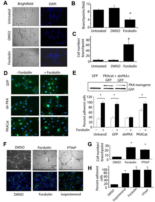 Figure 2. PKA promotes VE-cadherin–mediated endothelial cell-cell adhesion. (A) Endothelial cell tube formation in Matrigel was measured in the presence of culture medium (untreated), culture medium plus vehicle control (DMSO), or culture medium plus forskolin. Brightfield and fluorescence (4′,6-diamidino-2-phenylindole) images of Matrigel cultures are shown. (B) Quantification of vessel-like branchpoints per 100× microscopic field ± SEM formed by the network of tubes in each treatment condition, *P = .0001. (C) Quantification of cell number per branchpoint ± SEM in each treatment condition, *P = .005. (D) VE-cadherin immunostaining (green) of N1-GFP, pcDNA3.1V5/His dnPKA, and pcDNA3.1V5/His PKACat transfected endothelial cells in the absence (−forskolin) or presence of 20 μg/mL forskolin (+forskolin). (E) Percent adherent cells ± SEM in cells from D, *P < .05. Inset: Western blotting of transfected cells for expression of His-tagged PKA transgenes. (F) Top images: endothelial cell tube formation in Matrigel cultures in the presence of vehicle control (DMSO), forskolin, and PTHrP. Bottom images: VE-cadherin cell-cell contact formation in the presence of DMSO, forskolin, or PTHrP. (G) Cell number/branchpoint in DMSO, forskolin, or PTHrP-treated Matrigel cultures. (H) Percent adherent cells ± SEM in cells treated with DMSO, forskolin, PTHrP, or isoproterenol, *P < .05.