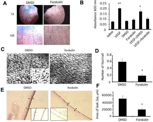 Figure 3. PKA promotes endothelial cell-cell adhesion in vivo and suppresses vascular leak. (A) Images of mouse ears after Evans Blue dye leakage at 1× and 10× following stimulation by VEGF and treatment with vehicle control (2% DMSO) or forskolin. (B) Quantification of vascular leak by dye extraction and measurement of Evans Blue absorbance at 600 nm ± SEM after intradermal injection of VEGF or saline and treatment with 2% DMSO or 100μM forskolin, n = 10, **P = .00 001, *P = .013, in comparison to saline. (C) Brightfield images at 200× and 1000× (inset) of silver nitrate–stained aortas that were stimulated with VEGF and treated with DMSO or forskolin. Silver nitrate foci at endothelial cell junctions are indicated by white arrowheads or by black arrowheads in the inset. Bands of vascular smooth muscle surrounding the endothelium are also outlined. (D) Average number ± SEM of silver nitrate foci/cell in 200× microscopic fields in DMSO and forskolin treated vessels, n = 6, *P = .00 001. (E) Brightfield images at 600× and 200× (inset) of silver nitrate stained carotid arteries that were stimulated with VEGF and treated with DMSO or forskolin. Arrowheads indicate areas of silver nitrate stain. (F) Average area of silver nitrate staining ± SEM in 600× microscopic fields in DMSO and forskolin treated vessels, n = 6, *P = .004.