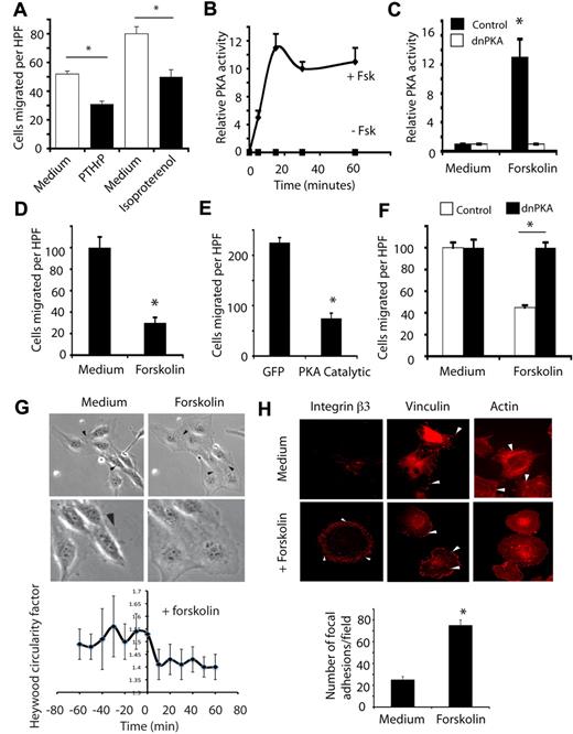 Figure 4. PKA inhibits endothelial cell migration. (A) Number of endothelial cells ± SEM migrating on vitronectin in serum-free culture medium or in culture medium containing PTHrP or isoproterenol, *P < .05. (B) Relative levels of PKA activity ± SEM in endothelial cells treated with culture medium or 20 μg/mL forskolin, *P < .05. (C) Relative levels of activity ± SEM in ECs after transfection with pcDNA 3.1 V5/his-dominant negative PKA (dnPKA) or N1GFP (GFP) with or without treatment with forskolin, *P < .05. (D) Number of endothelial cells ± SEM migrating on vitronectin in the absence (filled bars) or presence of forskolin, *P < .05. (E) Number of endothelial cells ± SEM migrating on vitronectin after transfection with pcDNA 3.1 V5/his-PKA catalytic subunit and N1GFP (PKA Catalytic) or N1GFP (GFP) vectors, *P < .05. (F) Number of endothelial cells ± SEM migrating on vitronectin after transfection with pcDNA 3.1 V5/his-RImut (dnPKA) or N1GFP treated with culture medium or forskolin, *P < .05. (G) Freeze frame photographs at 200× and 400× from time-lapse microscopy of endothelial cells after addition of medium or forskolin. Arrowheads indicate cell edges. See also the supplemental Videos. Graph: Heywood circularity factor calculated at 10-minute intervals for 60 minutes before and after forskolin treatment. (H) Endothelial cells treated with or without forskolin were attached to vitronectin-coated coverslips for 60 minutes and stained with rhodamine-phalloidin (actin), anti-vinculin (vinculin), or anti-integrin αvβ3 integrin β3. Arrowheads indicate focal adhesions. Graph: number of vinculin-containing focal adhesions in cells treated with or without forskolin.