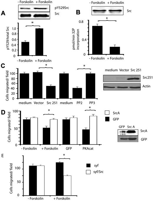 Figure 5. PKA inhibits endothelial cell migration by suppressing Src activity. (A) Anti-Src pY529 and anti-total Src immunoblots of lysates from endothelial cells treated with or without forskolin (+forskolin). pY529Src/total Src ratio was determined by densitometry, *P < .05. (B) Graph: 32P incorporation into a Src substrate (KVEKIGEGTYGVVYK) by Src immunoprecipitated from cells treated with and without forskolin, expressed as pmol32P incorporated per minute ± SEM, *P < .05. Blot: Loading control showing Src immunoprecipitates blotted with anti-Src antibodies. (C) Mean number of endothelial cells migrating ± SEM after transduction with control virus (CA10) or virus expressing truncated Src, Src251 (CA10Src251), or after treatment with culture medium or medium containing 10μM PP2 (Src inhibitor) or 10μM PP3 (negative control), *P < .05. Blot: Src251 expression demonstrated by immunoblotting of cell lysates with anti-Src antibodies. (D) Mean number ± SEM of migrated control transfected endothelial cells (dark bars) or SrcY529A transfected endothelial cells (SrcA, white bars) treated with or without forskolin or transfected with PKACat or GFP. Blot: Transfected cell lysates immunoblotted with anti-Src and anti-GFP antibodies. (E) Mean number of migrating src-fyn-yes−/− fibroblasts (syf) and syf fibroblasts stably expressing Src (syf/Src) that were treated with medium (−forskolin) or 20 μg/mL forskolin (+forskolin). *P < .05.