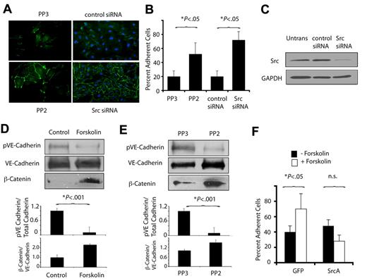 Figure 6. PKA and Src oppositely regulate VE-cadherin function. (A) Anti–VE-cadherin immunostaining of endothelial cell monolayers cultured in the presence of the Src inhibitor PP2 (PP2) or chemically inert control PP3 (PP3) and of endothelial cells transfected with Src siRNA or control siRNA. (B) Quantification of the mean ± SEM percent adherent cells in A. (C) Immunoblotting to detect Src of endothelial cells expressing Src siRNA or scrambled siRNA. (D) Immunoblot of phosphoVE-cadherin, VE-cadherin, and β-catenin after treatment of VEGF-stimulated endothelial cells with culture medium or forskolin. Graphs: ratios of phosphoVE-cadherin or β-catenin to total VE-cadherin. (E) Immunoblot of phosphoVE-cadherin, VE-cadherin, and β-catenin after treatment of VEGF-stimulated endothelial cells with PP2 or PP3. Graphs: ratios of phosphoVE-cadherin or β-catenin to total VE-cadherin. (F) Cell-cell adhesion of GFP or SrcA transfected EC treated with or without forskolin, expressed as mean ± SEM percent adherent cells.