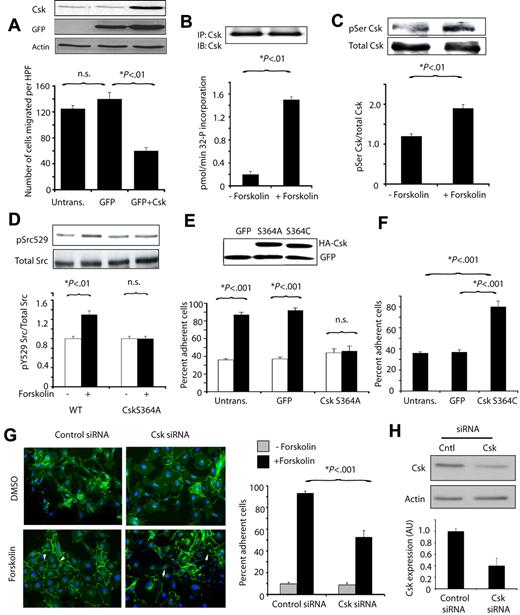 Figure 7. PKA phosphorylates and activates Csk, which suppresses cell migration and promotes cell-cell adhesion. (A) Mean number of endothelial cells migrating on vitronectin ± SEM after transfection with WT Csk or GFP control vector. Blot: Csk, actin, and GFP expression detected by immunoblotting with anti-Csk (C-20), anti-GFP, and anti-actin antibodies. (B) Mean 32P incorporation into the Csk substrate polyGluTyr by immunoprecipitated Csk, expressed as pmol 32P incorporated per minute ± SEM without and with forskolin treatment. Blot: samples of Csk immunoprecipitates immunoblotted with anti-Csk antibodies. (C) Csk immunoprecipitated from cells treated with or without forskolin was immunoblotted with anti-phosphoserine and anti-Csk antibodies. Graph: ratio of serine phosphorylated Csk to total Csk. (D) Immunoblots of phosphoSrcY529 and total Src in lysates from cells expressing GFP or inactive Csk (CskS364A) treated with or without forskolin. Graph: ratio of phosphoSrcY529 to total Src. (E) Mean ± SEM percent adherent cells for endothelial cells transfected with GFP or CskS364A and treated with (black bars) or without (white bars) forskolin. Blot: Lysates of transfected cells from E and F immunoblotted to detect HA-tagged transgenes. (F) Mean ± SEM percent adherent cells for endothelial cells transfected with GFP or activated Csk (CskS364C). (G) Images and graph of mean ± SEM percent adherent cells for endothelial cells transfected with control or Csk siRNA and treated with or without forskolin. (H) Csk expression in cells treated with control or Csk siRNA demonstrated by immunoblotting. Graph: quantification of Csk expression.