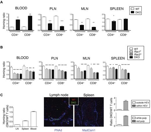 Figure 1. Rac1 and Rac2 are required for T-cell homing to T-cell areas of LN and spleen. (A, B) LN cells from mice of the indicated genotypes were mixed with LN cells from B6.SJL (Ly5.1+) mice at a 1:1 ratio and transferred intravenously into C57BL/6 recipient mice. Cells were harvested from the blood, PLN, MLN, and spleen either 1 hour (A) or 20 hours (B) after transfer. Graphs show mean ± SEM homing ratio of EYFP+ to Ly5.1+ T cells in the recovered cells normalized to the ratio of EYFP+ to Ly5.1+ T cells in the cells injected into the mice. Data in panel A are from 3 independent experiments (numbers of mice; PLN and spleen: WT, 18; DKO, 20; blood and MLN: WT, 6; DKO, 7). Data in panel B are from 6 independent experiments (numbers of mice: WT, 35; Rac1T, 28; Rac2−/−, 25; DKO, 27). *P < .05; **P < .01; ***P < .001. (C) CMTMR-labeled WT and CFSE-labeled DKO T cells were mixed (1:1 ratio), injected intravenously into C57BL/6 recipient mice (n = 3), and cells harvested from blood, spleen, and LNs 1 hour after transfer. Graph on left shows mean ± SEM homing ratio of DKO to WT T cells in the organs indicated, defined as the ratio of DKO to WT T cells in the recovered cells normalized to the same ratio in the injected cells. Images show immunofluorescence staining of section of spleen or LN from the recipient mice 1 hour after transfer with transferred WT and DKO T cells identified in red and green, respectively. Blue shows staining with anti-PNAd to identify HEV in LNs and anti-Madcam1 in spleen to identify the boundary between red and white pulp. Graph on right shows mean ± SEM ratio of DKO to WT T cells found either within or outside the HEV of LNs and in the red and white pulp of the spleen (15 different areas imaged/organ).