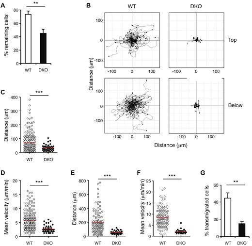 Figure 3. Rac GTPases are required for chemokine-induced adhesion to, migration on and transmigration through endothelium. WT and DKO T cells were allowed to attach to an endothelial monolayer at 0.24 dyne/cm2 for 5 minutes, and flow was then increased to 1 dyne/cm2 (high shear stress). Behavior of EYFP+ T cells was recorded by video microscopy. (A) Graph shows mean ± SEM percentage of EYFP+ T cells remaining attached on top of the endothelium after 5 minutes of high shear stress (either crawling or stationary) as a fraction of EYFP+ T cells at the start of the high shear stress period. (B) Flower plots show migration tracks of individual T cells of the indicated genotype, either on top of or below the endothelium, with the starting point of each track placed at the origin (0, 0). Cells that left the field of view during recording were not included. Note that in DKO plots there 44 and 39 cell tracks shown on top and below endothelium, respectively, but most are not clearly visible as they remain close to the origin. (C) Scatter plot of distance traveled by T cells on top of the endothelium. (D) Scatter plot of mean velocities of individual T cells on top of the endothelium. (E) Scatter plot of distance traveled by T cells below the endothelium. (F) Scatter plot of mean velocities of T cells below the endothelium. (G) Graph showing mean ± SEM percentage of T cells that had transmigrated through the endothelium by the end of the video recording (up to 55 minutes), as a fraction of EYFP+ T cells at the start of the high shear stress period. In panels C-F, red lines indicate means. Data are from 5 videos analyzed from 3 independent experiments. *P < .01; ***P < .001.