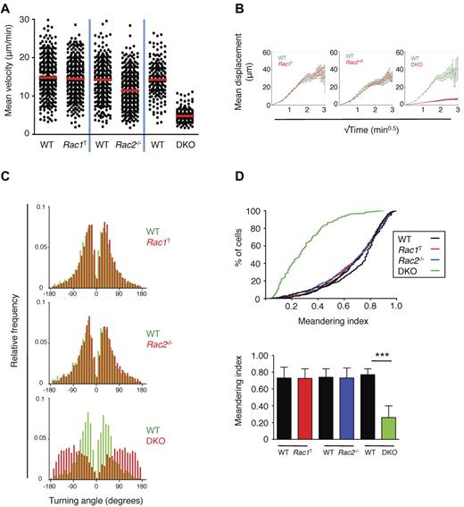 Figure 4. Interstitial movement of T cells within LNs. Purified WT EYFP+ T cells and EYFP+ T cells from Rac1T, Rac2−/−, or DKO mice were labeled with CFSE or CMTMR, mixed, and transferred into C57BL/6 recipient mice. Interstitial movement of labeled T cells within the popliteal LN was analyzed 15-72 hours later by multiphoton intravital video microscopy. All results are presented as a pair-wise comparison of WT with Rac1T, Rac2−/−, or DKO T cells. (A) Scatter plot of mean velocities of individual T cells. Red bar indicates the median of these velocities. (B) Graphs show the mean displacement of T cells as a function of √(time). The slope of this graph was used to determine the motility coefficient, a measure of the ability of a cell to move away from its starting position (Table 1).6,30 (C) Turning angles of individual T cells measured as the change in direction of movement occurring between successive frames. (D) Top, a cumulative distribution plot of the meandering index (displacement/path length) of T cells of the indicated genotypes. Bottom, the median meandering index (± interquartile range). The meandering index is a measure of the straightness of track. WT v Rac1T: 13 videos analyzed from 6 independent experiments; WT v Rac2−/−: 14 videos analyzed from 9 independent experiments; WT v DKO: 7 videos analyzed from 4 independent experiments. *P < .001.