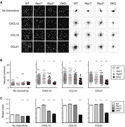 Figure 5. Defective chemokinesis in Rac-deficient T cells. (A) CD4+ T cells from mice of the indicated genotypes were cultured in the presence of CXCL12, CCL19, or CCL21 or with no chemokine, and their EYFP fluorescence was recorded by video microscopy. Images on the left show a snapshot from the videos. Flower plots on the right show migration tracks of individual cells, with the starting point of each track placed at the origin (0, 0). (B) Scatter plots of mean velocities of individual cells of the indicated genotypes taken from the videos described in panel A. Red bars indicate the average of these velocities. (C) Mean ± SEM shape index of cells of the indicated genotypes responding to the indicted stimulus derived from the videos described in panel A. A circle has a shape index of 1.0; any distortion from a perfect circle results in a shape index of > 1.0. Data are from 1 representative experiment of 2 independent experiments. *P < .05; **P < .01; ***P < .001.