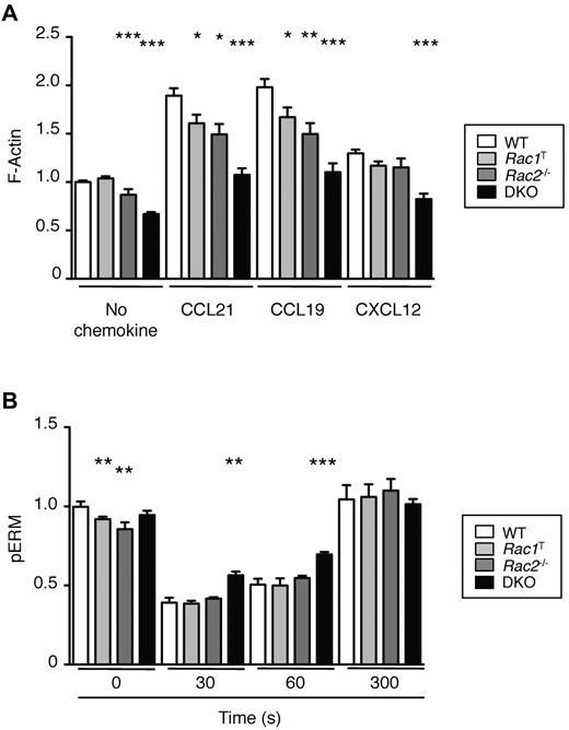 Figure 7. Rac GTPases required for chemokine-induced cytoskeletal reorganization. (A) Mean ± SEM F-actin in CD4+ T cells of the indicated genotypes stimulated with CXCL12, CCL19, or CCL21 (200 ng/mL) or not stimulated. All F-actin measurements were normalized to F-actin content of unstimulated WT T cells. Data are from 4 independent experiments. (B) Mean ± SEM pERM in CD4+ T cells of the indicated genotypes stimulated with CCL21 (500 ng/mL) for the indicated times. All pERM measurements were normalized to WT T cells at time = 0 seconds. Data are from 3 independent experiments. *P < .05; **P < .01; ***P < .001.