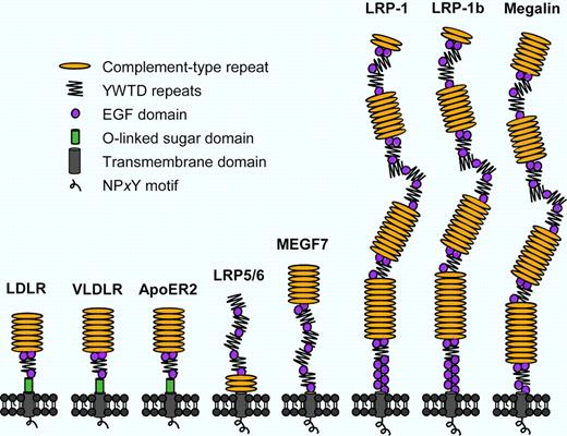 Structural representation of mammalian LDLR family members. The LDLR family consists of at least 8 homologous transmembrane receptors in mammals, which are composed of the same protein domains with similar topological organizations. Coagulation factor VIII directly binds to LDLR, LRP-1, VLDLR, and megalin (LRP-2) via their clusters of complement-type repeats.3,5–8 ApoER2 indicates apolipoprotein E receptor 2; and MEGF7, multiple EGF repeat-containing protein 7.