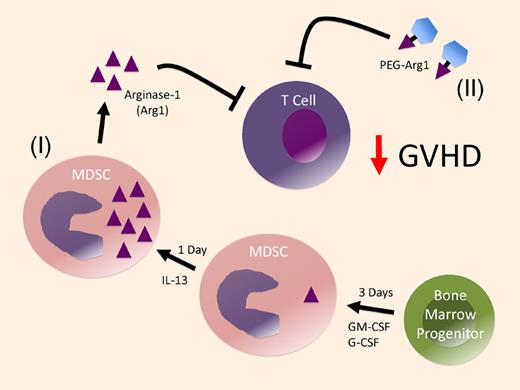 Arginase-1–producing MDSC derived from bone marrow progenitors prevent GVHD. Nonseparated bone marrow cells are cultured with GM-CSF and G-CSF for 3 days to generate MDSC and then an additional day with IL-13 to produce high levels of arginase-1 in the MDSC (I). These MDSC then suppress alloreactive T cells primarily through arginase-1 production. As an alternative pathway, pegylated-arginase-1 (PEG-Arg1) can be used to inhibit T-cell alloreactivity (II).