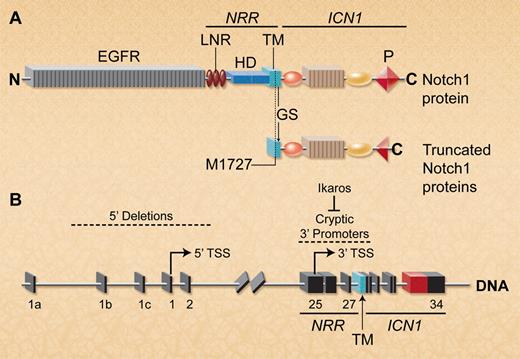 Deletion of the 5′ Notch1 promoter activates cryptic 3′ internal promoters to allow expression of truncated Notch1 proteins lacking the ectodomain. (A) Schematic depiction of full-length wild-type and mutant Notch1 proteins. The ectodomain includes the EGF repeats and the NRR, which contains 3 Lin/Notch repeats (LNR) and the heterodimerization domain (HD). The Notch1 intracellular region (ICN1) contains a C-terminal PEST domain (P). Notch1 transcripts lacking most of the ectodomain are translated using a conserved internal initiator methionine (M1727) that is just upstream of the GS cleavage site in the TM region. In T-ALLs characterized by both groups, these truncated Notch1 proteins also frequently exhibited PEST domain truncations within ICN1. (B) Spontaneous or targeted Notch1 deletions that include the 5′ promoter and transcriptional start site (TSS) in exon 1 allow transcription of truncated Notch1 mRNAs that initiate in exons 25-27 (indicated by arrow). Ikaros loss facilitates epigenetic remodeling to permit transcription from 3′ cryptic promoters in this region. (Professional illustration by A. Y. Chen.)
