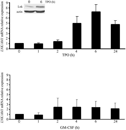 Figure 2. Lnk expression is regulated by TPO-mediated signaling in megakaryocytic cells. Relative expression of total LNK mRNA was determined as Figure 1A in UT7/Mpl cells starved for 12 hours and stimulated for the indicated times with TPO (50 ng/mL, top graph) or GM-CSF (2.5 ng/mL, bottom graph). Data represent the mean ± SD (error bars) of LNK/Abl1 mRNA relative expression from 3 independent assays. Western blot analysis of Lnk expression in UT7/Mpl cells was performed with anti-Lnk antibodies and anti-actin as loading control.
