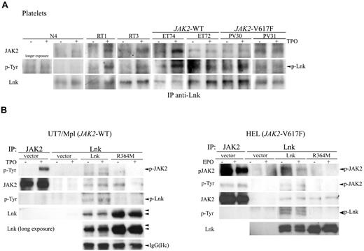 Figure 4. Lnk interacts with JAK2-WT and V617F via its SH2 domain. (A) Platelets from healthy donor, RT and MPN patients were stimulated as in Figure 3 and immunoprecipitated with anti-Lnk antibodies. Western blot analysis with anti-JAK2 antibodies revealed associated JAK2 (top panel). Phosphorylated Lnk was detected with anti-p-Tyr antibodies (middle panel) and Lnk protein expression is shown with anti-Lnk antibodies (bottom panel). (B) Total lysates from UT7/Mpl (left panel) or HEL (right panel) cells expressing control vector or Lnk forms were stimulated with TPO (100 ng/mL) or EPO (50 U/mL), respectively, for 10 minutes and then immunoprecipitated with anti-Lnk antibodies. Western blot analysis was performed with anti-phosphotyrosine and anti-phospho-JAK2 antibodies (top right panel). Anti-JAK2 immunoprecipitations are shown as control for JAK2 size. JAK2 and Lnk protein expression were detected with anti-JAK2 and anti-Lnk, respectively. A longer exposure of the Lnk blot (left panels) shows Lnk as a doublet (arrows). IgG (Heavy chain, Hc) blot is shown as immunoprecipitation control in left panel. All shown experiments have been repeated at least 3 independent times.