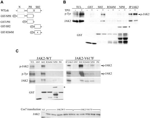 Figure 5. Lnk interacts differently with JAK2-WT and V617F. (A) Schematic representation of GST-Lnk fusion proteins used; R364M mutation is indicated with an asterisk (*). (B) UT7/Mpl stimulated as previously indicated were incubated with GST alone or different GST-fused Lnk domains. (C) COS7 cells transiently transfected with either WT (left panel) or JAK2-V617F (right panel) forms by the polyethyleneimine (PEI; Sigma-Aldrich) method were harvested 48 hours after transfection and lysed as described in methods section. Anti-JAK2 Western blot confirms similar expression of both JAK2 forms. Cell lysates were incubated with GST alone or different GST-fused Lnk domains. Immunoblotting with anti-p-Tyr, anti-phospho-JAK2 and anti-JAK2 antibodies allowed detection of bound activated JAK2 protein. Anti-JAK2 immunoprecipitation and total cell lysate (TCL) are shown as control for JAK2 size. Anti-GST blots are shown as control of equal GST proteins used in the assay, asterisk (*) in panels B-C marks NPH GST protein. All experiments have been performed at least 3 independent times. White space gaps in panels B and C indicate repositioned gel lanes.