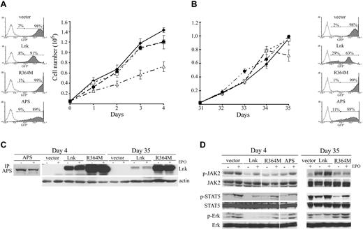 Figure 6. Lnk inhibits cell growth and signaling in HEL cells. (A-B) HEL cells (5 × 105) expressing different Lnk forms or WT APS were cultured in complete media, and viable cell numbers were determined by trypan blue exclusion at the indicated times with 4 weeks interval (B). Data represent the mean counts ± SD (error bars) of viable cells from triplicate determinations and are representative of at least 3 independent experiments. GFP expression level in all clones was determined by fluorescence-activated cell sorting; (C) WT and R364M Lnk forms and APS protein expression was assessed with anti-Lnk and anti-APS antibodies, respectively. Actin blot is shown as equal loading control. Vector, ♦; R364M, □; APS, ●; Lnk, Δ. (D) Total lysates from HEL cells expressing different Lnk forms or WT APS were prepared as in Figure 4B at day 4 (left panels) and day 35 (right panels) of culture. JAK2, STAT5, and MAPK activation was assessed by immunoblotting with anti-phospho-JAK2 (p-JAK2), anti-phospho-STAT5 (p-STAT5) or anti-phospho-Erk1/2 (p-Erk) antibodies, respectively. Total JAK2, STAT5, and Erk levels were analyzed by immunoblotting. White space gaps indicate repositioned gel lanes.
