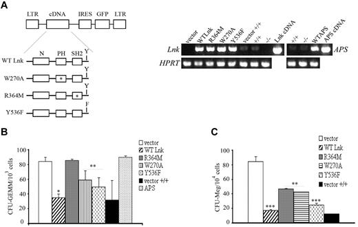 Figure 7. Lnk domains and Y537 contribute differently to the expansion of myeloid and megakaryocytic progenitors. (A) Schematic representation of WT and Lnk mutant forms cloned into the MIG retroviral vector. Point mutations in the PH domain (W270A), SH2 domain (R364M), and in the C-terminal tyrosine (Y536F) are indicated with an asterisk (*) or F. Total RNA was extracted from WT (+/+) or Lnk−/−Lin−GFP+ progenitor cells transduced with either vector alone, WT, or mutant forms of Lnk, and WT APS and subjected to RT-PCR with specific primers for Lnk and APS (top panels) or HPRT (bottom panels) as control. (B-C) WT or Lnk−/−Lin−GFP+ transduced cells were assessed for their in vitro colony-forming ability of multilineage (B) or megakaryocytic (C) progenitors in methylcellulose media containing optimal concentrations of appropriate recombinant growth factors. Data represent the mean ± SD (error bars) of number of colonies/103 (for CFU-GEMM) or 1.5 × 104 (for CFU-Meg) Lin−GFP+ cells from triplicate samples from 3 independent assays using 3-5 mice of each genotype. Statistical significance was determined using the Student t test: *P ≤ .002; **P ≤ .02; ***P ≤ .01. CFU-GEMM, colony-forming unit of granulocyte, erythroid, macrophage, and megakaryocyte cells; CFU-Meg, colony-forming unit of megakaryocyte cells.