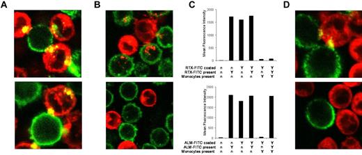 Figure 6. ALM interferes with down-regulation of CD20 by phagocytic cells through depletion of their trogocytic capacity. (A) When incubated with RTX-FITC (top) or ALM-FITC (bottom) coated ALL-CM cells, monocytes labeled with the red membrane dye PKH-26 rapidly internalized antibodies from the leukemic cells as illustrated by the transfer of green signal into the monocytes. (B) When CD14 FITC-labeled monocytes were incubated with PKH-labeled ALL-CM cells coated with unconjugated RTX, the monocytes rapidly internalized red signal indicating membrane transfer, or trogocytosis (top). In contrast, trogocytosis did not occur when monocytes were incubated with ALL-CM cells coated with unconjugated ALM (bottom). (C) Uncoated, RTX-FITC–coated, or ALM-FITC–coated ALL-CM cells were incubated in the absence or presence of excess (200 μg/mL) RTX-FITC or ALM-FITC, and in the absence or presence of monocytes as indicated. After 45 minutes, cells were analyzed by flow cytometry. In the absence of excess RTX and the presence of monocytes, fluorescence of initially RTX-coated ALL cells was decreased compared with controls, confirming that RTX-FITC had been removed from the cell surface by monocytes, and fluorescence remained low in the presence of excess RTX-FITC, confirming that CD20 had simultaneously been removed (top). Incubation with monocytes alone also reduced fluorescence of initially ALM-FITC–coated cells, confirming that ALM-FITC, like RTX-FITC, was removed from the surface by monocytes. However, in the presence of excess ALM-FITC, fluorescence remained at normal levels, indicating that CD52 itself remained present (bottom). (D) Monocytes were first incubated with ALL cells in the absence or presence of ALM for 45 minutes, after which RTX-FITC–labeled ALL cells were added to assess remaining trogocytic capacity. Preincubation with ALL cells only did not affect the trogocytic capacity of monocytes, as internalization of RTX-FITC occurred as seen before (top). In contrast, preincubation with ALL cells and excess ALM-depleted the trogocytic capacity as no internalization of RTX-FITC was detected (bottom).