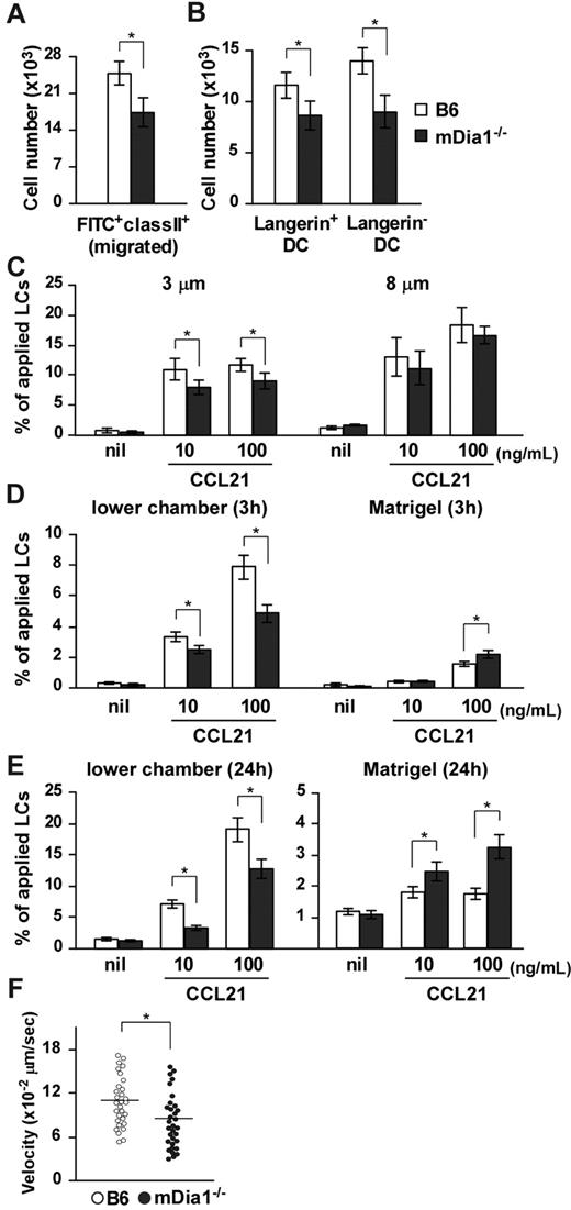 Figure 2. Impaired cutaneous DC migration in mDia1−/− mice. (A) The number of cutaneous DCs migrating from the skin to draining LNs. The numbers of FITC+ MHC class II+ total DCs (A) and FITC+ MHC class II+ Langerin+ DC and FITC+ MHC class II+ Langerin− DC subsets (B) in draining LNs of B6 (open bars) and mDia1−/− mice (shaded bars) were analyzed 72 hours after application of FITC to the footpad. Bars represent the mean ± SD from at least 3 mice per group. (C) Mobility of LCs to CCL21. Epidermal cell suspensions were applied to the upper chamber of a transwell with 3 μm (left panel) and 8 μm (right panel) pore size without coating for 3 hours. Percentages of MHC class II+ LCs that migrated from the upper chambers to the lower are shown. (D-E) Invasive movement of LCs to CCL21. Epidermal cell suspensions were applied to the upper chamber of a transwell coated with Matrigel for 3 hours (D) and 24 hours (E). The numbers of MHC class II+ cells in the lower chamber (left panels) or in the Matrigel (right panels) were counted with flow cytometry. Data are mean ± SD of 3 independent experiments. *P < .05 vs corresponding B6 mice. (F) TAXIScan assay. BMDCs chemotaxing under the CCL21 gradient were analyzed with TAXIScan. BMDCs from B6 and mDia1−/− mice were compared in terms of the velocity. Data are mean ± SD of 4 independent experiments. *P < .05 vs corresponding B6 mice.