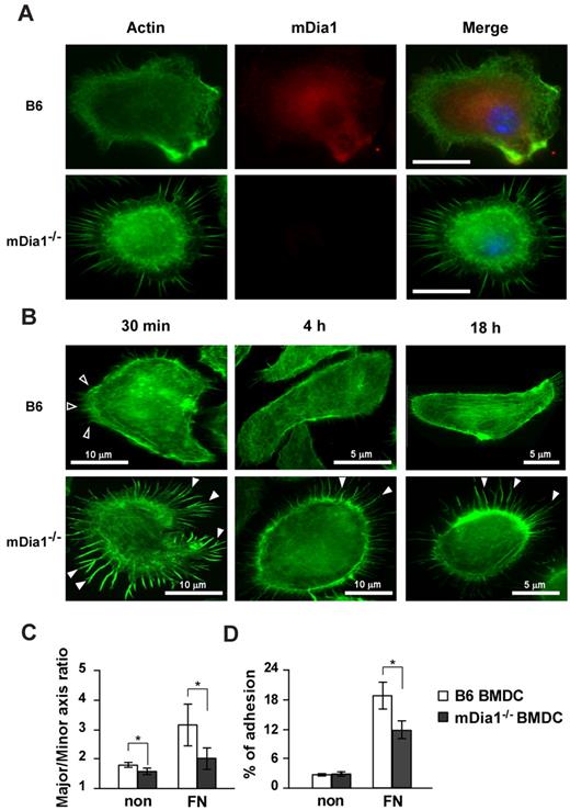 Figure 3. mDia localization in DCs and characterization of cell morphology and adhesion in mDia1−/− BMDCs. (A) mDia1 expression in DCs. B6 and mDia1−/− BMDCs were incubated on FN-coated coverslips for 16 hours and stained with phalloidin and mDia1 Ab to reveal F-actin (green) and mDia1 (red). The cell nucleus was detected using 4,6-diamidino-2-phenylindole staining (blue). Bar represents 10 μm. (B) B6 and mDia1−/− BMDCs incubated on FN-coated coverslips for 30 minutes, 4 hours, and 18 hours were stained with phalloidin; immunofluorescent images are shown. Open and closed arrowheads indicate membrane protrusion/lamellipodia and filopodia, respectively. (C) Morphology of BMDCs. B6 and mDia1−/−BMDCs were incubated on coverslips coated with or without FN for 18 hours, and the major/minor axis ratio of BMDCs was measured. (D) Cell adhesion. B6 and mDia1−/− BMDCs were labeled with CFSE and incubated in a 96-well-plate coated with or without FN for 45 minutes. The percentage of adherent BMDCs was measured using a fluorometer. Data are mean ± SD of 3 independent experiments. *P < .05 vs corresponding B6 mice.