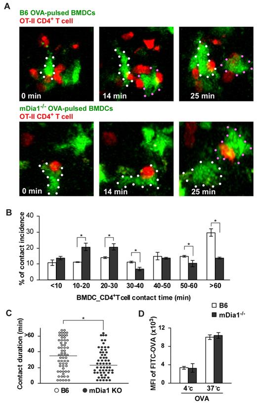 Figure 4. Impaired interaction with T cells resulting from mDia1 deficiency in DCs. (A) Time-lapse images of DC-T cell interaction ex vivo. OVA-pulsed CFSE-labeled B6 or mDia1−/− BMDCs were injected into mouse footpads, and CMTPX-labeled OT-II CD4+ T cells were intravenously administered. The popliteal LNs were collected and the DC–T-cell interaction was monitored using 2-photon microscopy; typical images at 0, 14, and 25 minutes are shown. White and red dots represent DCs. (B) Incidence of contact. Incidence of interactions of various durations between BMDCs and OT-II CD4+ T cells at 10-minute intervals. Data are mean ± SD and are representative of 3 experiments. (C) The overall duration of DC–T-cell interaction is shown. Data points represent individual durations. *P < .05 vs corresponding B6 mice. (D) Temperature-dependent activity of acquired antigens with FITC-OVA in MHC class II+ DCs of B6 mice and mDia1−/− mice. The activities of acquired antigens of DCs were observed by measuring the mean fluorescence intensity of ingested FITC at 4°C and 37°C for 45 minutes. Data are mean ± SD and are representative of 3 experiments.