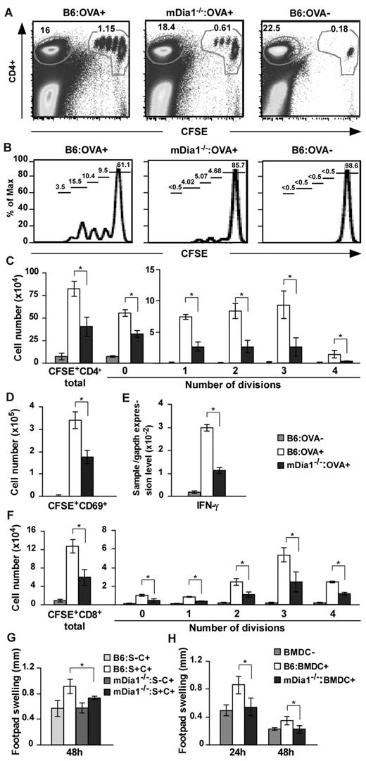 Figure 6. Attenuated CD4+ and CD8+ T-cell stimulation in mDia1−/− BMDCs. (A-D) OT-II CD4+ T-cell stimulation by DCs. B6 and mDia1−/− mice were injected with CFA in the presence or absence of OVA, and CFSE-labeled OT-II CD4+ T cells were transferred intravenously. Forty-eight hours later, skin-draining popliteal and inguinal LN cells were collected and stained with CD4. Flow cytometry profiles (A), histograms of CFSE+ CD4+ cells (B), the numbers of CD4+ T cells per draining LNs in each division (C), and the numbers of CD69+ activated T cells (D) per draining LNs are shown. The numbers indicated in A are the ratio (%) of CD4+ CFSE+ cells (right) and CD4+ CFSE− cells to total cells. The numbers indicated in panel B are the ratio of each fraction to CD4+ CFSE+ cells. (E) IFN-γ mRNA expression was evaluated through quantitative reverse-transcribed polymerase chain reaction analysis. (F) OT-I CD8+ T-cell stimulation by DCs. CFSE-labeled OT-I CD8+ T cells were transferred intravenously to mice that had been pretreated as described in panels A to E, and the distribution of cell numbers in draining LNs is shown. (G) DTH induced by injection with OVA plus CFA. B6 and mDia1−/− mice were sensitized with OVA in CFA subcutaneously at the front footpads and challenged with OVA in CFA in the hind footpads. B6 and mDia1−/− mice that had not received OVA sensitization were used as negative controls. Footpad thickness change over 48 hours is shown. S indicates sensitization; and C, challenge. (H) DTH induced by OVA-pulsed BMDCs. We injected B6 or mDia1−/− BMDCs pulsed with (BMDC+) or without (BMDC−) OVA into the front footpads and challenged the mice by injecting OVA in CFA into the hind footpads. Administration of B6 BMDCs not pulsed with OVA during sensitization was used as a negative control. Footpad swelling data over 24 hours and 48 hours after challenge with OVA in CFA are shown. Data are mean ± SD and are representative of 3 independent experiments with similar results.