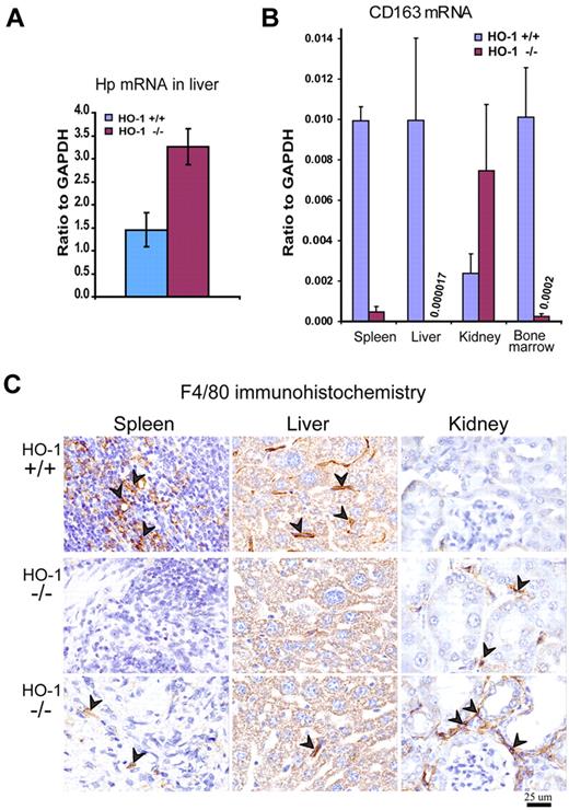 Figure 2. Macrophage depletion in tissues of HO-1−/− mice was associated with increased expression of Hp in the liver. (A) Quantitative RT-PCR showed 2.2-fold increased (P < .001) mRNA levels of Hp (Hb scavenger protein) probably in response to hemolysis of senescent RBCs. (B) Expression of the CD163, the receptor for Hb-Hp complexes, was markedly diminished in spleen, liver, and BM (P < .001) as determined by quantitative RT-PCR. In contrast, expression of CD163 in kidney was increased 3-fold (P < .01). Data were normalized to glyceraldehyde-3-phosphate dehydrogenase (GAPDH) expression (n = 5 for each WT and HO-1−/− mice). All mice were 12 months old. Error bars represent SD of the mean. (C) Immunohistochemistry for the pan-macrophage marker, F4/80, indicated that the resident macrophage populations of the spleen and liver were markedly reduced in HO-1−/− animals. Arrowheads point to diaminobenzidine positively stained macrophages (brown staining). The increased number of F4/80+ cells in kidneys correlates with the elevated CD163 expression. Two different fields are shown for the tissue samples of the same HO-1−/− mice. All animals were 12 months old.