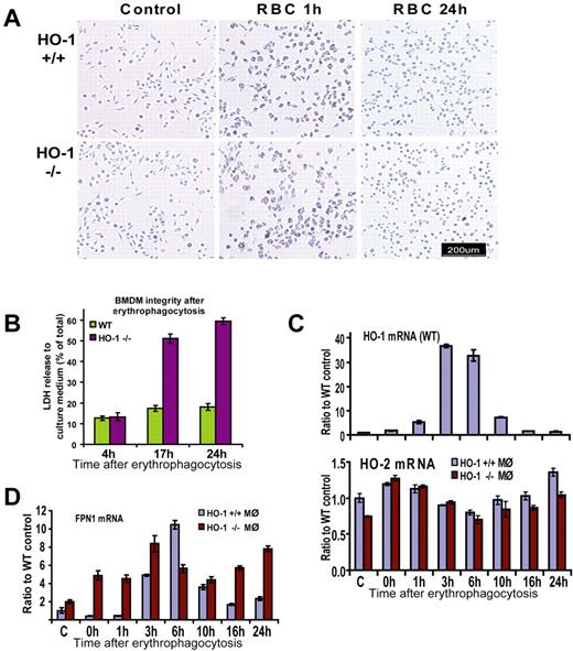 Figure 3. BMDMs of HO-1−/− mice did not survive EPC in vitro. (A) Bright-field pictures taken before and 1 hour after EPC showed no apparent difference between HO-1−/− and HO-1+/+ BMDMs. However, after 24 hours, WT macrophages returned to their normal pretreatment appearance, whereas HO-1−/− macrophages were shrunken and did not regain their normal shape. (B) Measurements of cytosolic enzyme LDH in the culture medium showed that cells were equally intact in WT and HO-1−/− samples 4 hours after EPC with the release of 12% of activity to the medium. At the 17- and 24-hour time points, LDH levels in the medium of HO-1−/− cells were 51% and 59%, correspondingly 3- and 3.3-fold (P < .001) higher compared with WT. Error bars represent SD of the mean. (C) Quantitative RT-PCR demonstrated that HO-1 levels increased 5-, 37-, and 33-fold (P < .001) in WT cells 1, 3, and 6 hours after EPC, respectively (values are shown as ratios to actin-β). HO-1 expression returned to near the baseline levels 16 and 24 hours after treatment in WT cells. HO-2 levels did not increase in HO-1−/− cells after EPC. (D) In WT FPN1, mRNA levels increased 11-fold 6 hours after EPC and subsequently decreased, showing a similar pattern to the HO-1 mRNA levels. This pattern of expression was distorted in HO-1−/− BMDMs, with FPN1 levels 11-, 10-, 3-, and 3-fold higher at the 0-, 1-, 16-, and 24-hour time points, respectively (P < .001), than in WT cells. Different mice were used for different independent experiments where similar results were obtained. For each particular experiment, BM from either one WT or one HO-1−/− mouse (age- and sex-matched) was used as a source of BMDMs.