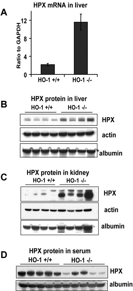 Figure 4. Hpx expression and consumption increased in HO-1−/− mice. (A) mRNA expression of HPX was 5-fold higher (P < .001) in HO-1−/− liver as measured by quantitative RT-PCR. Error bars represent SD of the mean. Western blot analyses of liver (B) and kidney (C) lysates showed higher levels of HPX protein in HO-1−/− animals in these organs. Actin blots represent tissue protein loading controls. Albumin blots were used to indicate the level of blood contamination in the tissue. (D) Serum levels of Hpx in HO-1−/− mice were on average lower than those of WT, consistent with intense usage of HPX for heme clearance and pointing to incomplete recycling of HPX. Serum was diluted for loading, and an equivalent of 0.5 μL of serum was loaded in each lane. (A-D) Mice were 8 months old, on average. Each panel represents one of 3 independent experiments performed on different groups of mice.