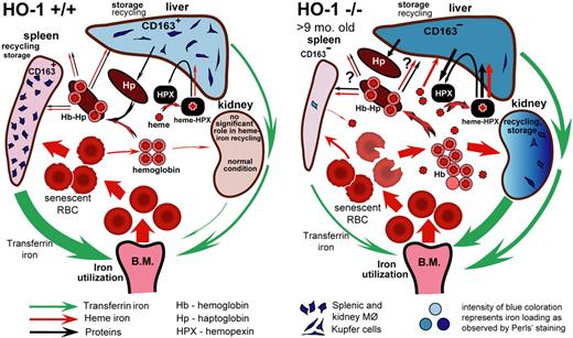Figure 7. Model of heme-iron recycling and tissue iron redistribution in HO-1−/− mice. Splenic macrophages that phagocytose senescent RBCs die in HO-1−/− mice. The contents released from dying macrophages include nonmetabolized heme, which damages surrounding cells and causes fibrosis in red pulp areas of the spleen, thereby eliminating the normal setting in which recycling of RBCs usually occurs. Senescent RBCs rupture in the circulation, releasing Hb and heme. The liver increases synthesis of Hp and Hpx, but there are few viable macrophages remaining in the spleen and liver that can recycle Hb-Hp complexes through the CD163 receptor. Iron stores shift from liver and splenic macrophages to hepatocytes and kidney proximal tubules where Hb and, perhaps, other heme moieties are reabsorbed, and iron can be recovered from heme by HO-2 enzymatic activity. The intensity of blue coloration represents iron loading as observed by Perls Prussian blue staining. Red and green arrows represent directions of heme and transferrin iron flows, respectively. Black arrows represent flow of proteins, such as Hp and Hpx. The thickness of each particular arrow reflects the proportional flux of transferrin iron, heme iron, and other important molecules, such as Hpx and Hp, as proposed by the model. The difference in spleen size shown in the figure is relevant for HO-1−/− mice at the age of 9 months and older.