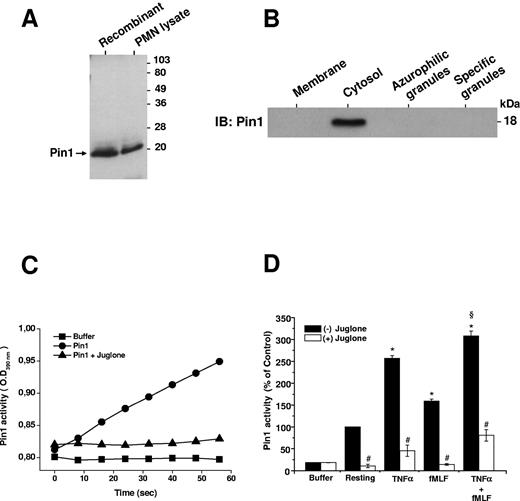 Figure 1. Pin1 is expressed in human neutrophils and is activated by TNF-α and fMLF. (A) Recombinant Pin1 (0.5 μg) and a resting human neutrophil (PMN) lysate (2 × 106 cells) were analyzed by SDS-PAGE and Western blot with an anti-Pin1 antibody. (B) Resting human neutrophils were lysed by nitrogen cavitation, and fractions were isolated on a Percoll gradient. Proteins were analyzed by SDS-PAGE and Western blot with an anti-Pin1 antibody. IB indicates immunoblot. (C) Recombinant Pin1 (0.25 nmol) was used to measure activity by recording the absorbance (at 390 nm) of free p-nitroaniline (pNA) cleaved by trypsin from Trp-Phe-Tyr-Ser(PO3H2)-Pro-Arg-pNA in the absence and presence of juglone (250nM). (D) Neutrophils were incubated in the absence and presence of juglone (250nM for 30 minutes) and then treated with TNF-α (20 ng/mL), fMLF (10−7M), or TNF-α, followed by fMLF (TNF-α + fMLF), before lysis. Pin1 activity was determined by measuring the absorbance of free pNA cleaved from Trp-Phe-Tyr-Ser(PO3H2)-Pro-Arg-pNA. Data are mean plus or minus SEM of 6 experiments. *P < .01 compared with resting neutrophils. §P < .01 TNF-α + fMLF compared with fMLF. #P < .001 with versus without juglone.