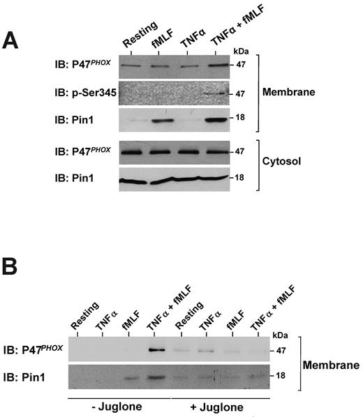Figure 3. TNF-α enhances fMLF-induced Pin1 and p47phox translocation to the membranes in human neutrophils and the effect of juglone. (A) Neutrophils were treated with TNF-α (20 ng/mL), fMLF (10−7M), or TNF-α followed by fMLF (TNF-α + fMLF) and then lysed by nitrogen cavitation. Membranes and cytosols were separated by ultracentrifugation on a sucrose gradient. Proteins were analyzed by SDS-PAGE and Western blotting with anti-Pin1, anti-p47phox, and anti-pSer345 antibodies. (B) Neutrophils were treated with TNF-α, fMLF, or TNF-α + fMLF in the absence or presence of 250nM juglone and then lysed. Membranes were separated by ultracentrifugation on a sucrose gradient, and proteins were analyzed by SDS-PAGE and immunoblotting (IB). (representative of 7 experiments).