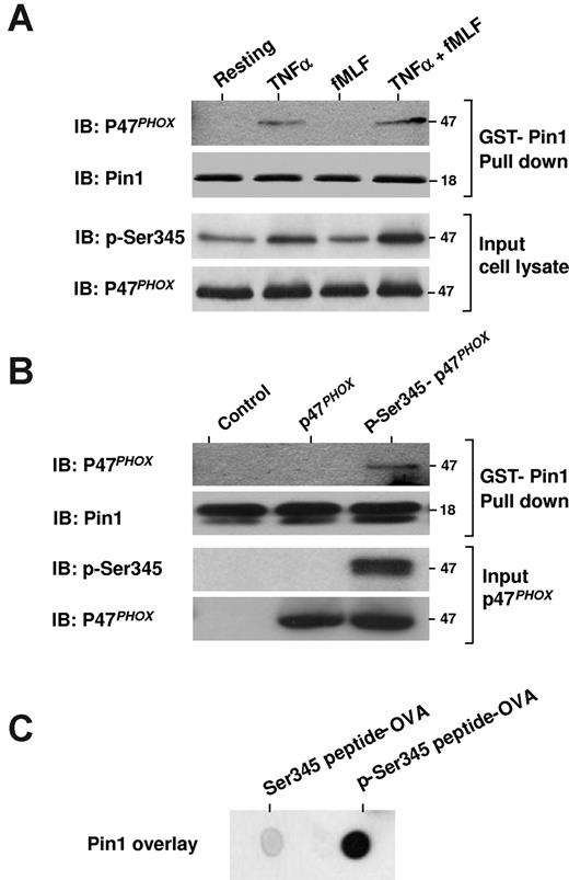 Figure 4. Pin1 interacts with p47phox via phosphorylated Ser345. (A) Neutrophils were treated with TNF-α alone, fMLF alone, or TNF-α followed by fMLF (TNF-α + fMLF), and then lysed and incubated with GST-Pin1 in the presence of glutathione beads. The beads were then washed, Pin1 was released by thrombin cleavage, and proteins were analyzed by SDS-PAGE and Western blot (IB). (B) Recombinant p47phox was phosphorylated with p38MAPK and then repurified and incubated with GST-Pin1 and glutathione-agarose beads. The beads were washed 3 times, and proteins were analyzed by SDS-PAGE and immunoblotting (IB). (C) p47phox peptides containing phosphorylated or nonphosphorylated Ser345 were coupled to ovalbumin, spotted on nitrocellulose membranes, and overlaid with recombinant Pin1. Pin1 was detected with a specific antibody. Experiments are representative of 3.