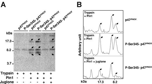 Figure 5. Pin1 induces conformational changes of p47phox via binding to phosphorylated Ser345. (A) p47phox was phosphorylated with p38MAPK, incubated with Pin1 in the presence or absence of juglone, and subjected to trypsin cleavage; peptides were analyzed with Tris-tricine gels and immunoblotting with an antibody directed against the whole recombinant p47phox protein. (B) Gels were scanned and peptides were quantified with Scion image Beta 4.03 for Windows 95 to XP software from the National Institutes of Health. Experiments are representative of 3.