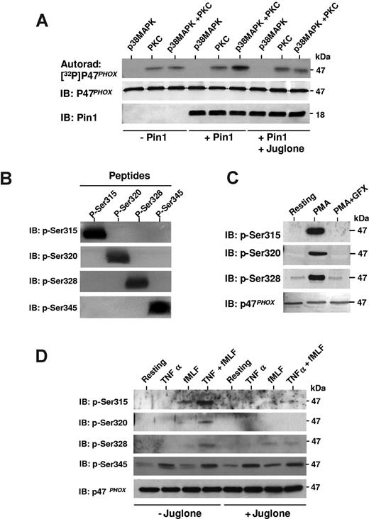Figure 6. Pin1 facilitates phosphorylation of p47phox by PKC, both in vitro and in intact neutrophils. (A) p47phox was phosphorylated with p38MAPK and then incubated with or without Pin1 preincubated with or without juglone. Where indicated, PKC was added in the presence of 32P-γ-ATP. Proteins were analyzed by SDS-PAGE, autoradiography, and immunoblotting (IB). (B) Phosphorylated p47phox peptides containing phospho-Ser315 (p-Ser315), p-Ser320, p-Ser328, or p-Ser345 were subjected to 16% SDS-PAGE, transferred to polyvinylidene difluoride membranes, and revealed with anti p-Ser315, p-Ser320, p-Ser328, or p-Ser345 antibodies. (C) Neutrophils were incubated with or without GF109203X (GFX) (5μM) for 15 minutes, stimulated with PMA, and proteins were analyzed with SDS-PAGE and Western blotting using anti–phospho-Ser315, anti–phospho-Ser320, anti–phospho-Ser328, and anti-p47phox antibodies. (D) Neutrophils were treated with TNF-α and fMLF, alone or together, in the absence or presence of juglone. Neutrophils were then lyzed, and proteins were analyzed with SDS-PAGE and Western blotting with anti–phospho-Ser315, anti–phospho-Ser320, anti–phospho-Ser328, anti–phospho-Ser345, and anti-p47phox antibodies. All experiments are representative of 3.