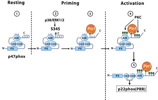 Figure 7. Models of the different conformations of p47phox in resting, primed, and activated neutrophils: role of Pin1 and phosphorylation. In resting cells, p47phox is not phosphorylated and has a constrained conformation because of the tight interaction between SH3 domains and the autoinhibitory region (AIR). (1) During priming, p47phox is first phosphorylated by a MAPKinase (ERK1/2 or p38MAPK) on Ser345, and (2) activated Pin1 then binds to this site, (3) inducing the first conformational changes that allow PKC isoforms to phosphorylate p47phox on other sites during activation. (4) Phosphorylation of p47phox on several sites at its C-terminal tail prevents the SH3/AIR interaction, allowing the cryptic SH3 domains to bind to the proline-rich region (PRR) of p22phox (5) and NADPH oxidase hyperactivation.