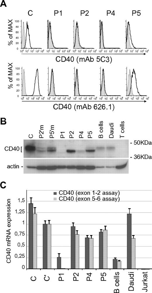 Figure 2. Expression analysis of CD40 mutants. (A) Surface expression of CD40 in BLCLs from control (C) and from P1, P2, P4, and P5 patients, analyzed by flow cytometry with mAb 5C3-PE conjugated (top panels) and mAb 626.1 (bottom panels). Negative staining is shown as shaded peaks. (B) Total expression of CD40 analyzed by immunoblot with a polyclonal anti-CD40 antibody (H120), comparing CD40 expression in controls (C; primary B cells; Daudi cell line), heterozygous carriers (P2′m, P2′ mother; P5′m, P5′ mother) and mutants (P1; P2; P4; P5). T cells were used as negative control. Immunoblot for β-actin is shown as loading control. (C) CD40 mRNA expression in controls (C and C'; primary B cells; Daudi and Jurkat cell lines) and in patients' BLCLs, analyzed by real-time PCR using 2 Taqman assays designed on exons 1-2 (dark gray) and exons 5-6 (light gray) junctions. Expression values, relative to β-actin, are normalized to the expression observed in (C). Each analysis was performed with triplicate samples, and data are shown as means ± SD.