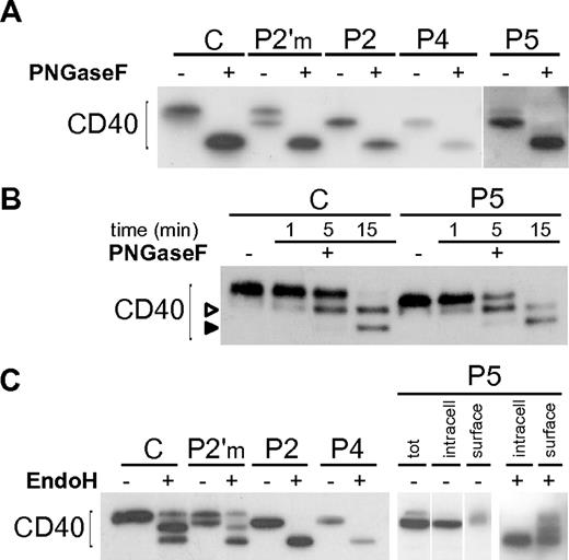 Figure 3. N-glycosylation of CD40 mutants. (A) Immunoblot showing treatment of Control (C), an heterozygous carrier (P2′m) and CD40 mutants with PNGaseF. (B) A time-course treatment with PNGaseF was done for C and one of the mutants (P5), showing the appearance of a mono-glycosylated intermediate (empty arrowhead), and a complete deglycosylated product (solid arrowhead). (C) Immunoblot showing treatment of C and CD40 mutants with EndoH. P5 (right end panels) was analyzed after separation of cell surface biotinylated proteins from intracellular proteins. Vertical lines have been inserted to indicate repositioned gel lanes.
