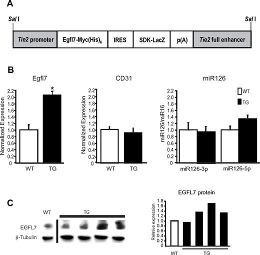 Figure 1. Egfl7 mRNA and protein expression in Tie2-Egfl7 transgenic embryos. (A) Schematic organization of Tie2-Egfl7 transgene construct used to generate mice that overexpress Egfl7. (B) Average Egfl7, CD31, and miR126 expression in whole embryos at E12.5, as measured by quantitative RT-PCR. The levels of Egfl7 were normalized to endothelial cell number using CD31 expression. Values are represented as fold difference relative to wild-type: WT, n = 6; TG, n = 4. *P < .01. (C) Detection of EGFL7 and β-tubulin protein in cytosolic fraction isolated from wild-type and transgenic embryos at E12.5. Quantification of protein levels is shown in the graph, and values are made relative to wild-type expression level. White bar represents wild-type; and black bars, transgenic. A vertical line has been inserted to indicate a repositioned gel lane.
