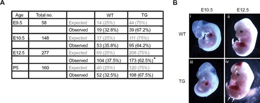 Figure 2. Overexpressing Egfl7 results in partial embryonic lethality and hemorrhaging. (A) The expected and observed number of embryos and pups obtained from Tie2-Egfl7 hemizygous intercrosses at E9.5, E10.5, E12.5, and P5. *P = .004. (B) Gross phenotype of wild-type (i-ii) and Tie2-Egfl7 transgenic embryos (iii-iv) at E10.5 and E12.5. Arrows indicate hemorrhaging in Tie2-Egfl7 mice at E12.5 (iv). Original magnification ×20 (E10.5), ×12 (E12.5). Images were captured on Discovery V20 Stereomicroscope (Carl Zeiss).