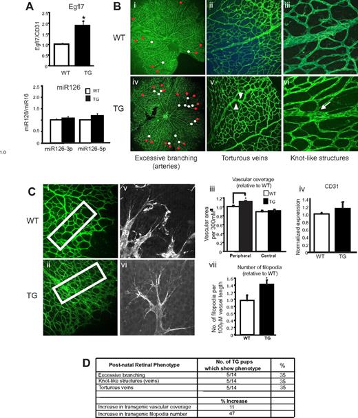 Figure 5. Overexpressing Egfl7 in the postnatal retina results in arterial and venous defects and an increase in vascular coverage. (A) Quantitative RT-PCR analysis of Egfl7 and miR126 expression in P5 retinas isolated from wild-type (□, n = 4) and transgenic (■, n = 6) mice. Egfl7 expression is normalized to endothelial cell number using CD31 expression. *P < .03. (B) Wild-type (i-iii) and transgenic (iv-vi) retinal vasculature at P5, stained with fluorescein isothiocyanate–labeled BS-1 lectin. Red dots represent branching at the distal ends of the vessel; white dots, branching along the vessel length; arrowheads, tortuous veins; and arrows, venous knot-like structures. Original magnification 10×/0.4NA, water objective (i,iv), 20×/0.7NA, water objective (ii,v), and 63×/1.2NA, (iii,vi). (C) Vascular coverage in wild-type (i) and transgenic (ii) retinas at P5. Boxed regions correspond to areas where coverage was measured. (iii) Average vascular coverage at the peripheral and central plexus for wild-type (□, n = 8) and transgenic (■, n = 14) retinas. *P < .05. (iv) CD31 mRNA expression in wild-type (□, n = 4) and transgenic (■, n = 6) retinas. Filopodia in wild-type (v) and transgenic (vi) retinas. (vii) Average filopodia number per 100-μM vessel length for wild-type (□, n = 5) and transgenic (■, n = 9) retinas. *P < .05. Values for vascular coverage and filopodia number are represented as fold difference relative to wild-type. Original magnification 20× (i,ii) and 40×/1.3NA, water objective (v,vi). (D) Summary of phenotypes observed in Egfl7 transgenic retinal vasculature at P5. Images of the retinal vasculature were captured on the TCS AOBS SP2 microscope (Leica), and filopodia was imaged using the LSM 5Live DuoScan microscope (Carl Zeiss).