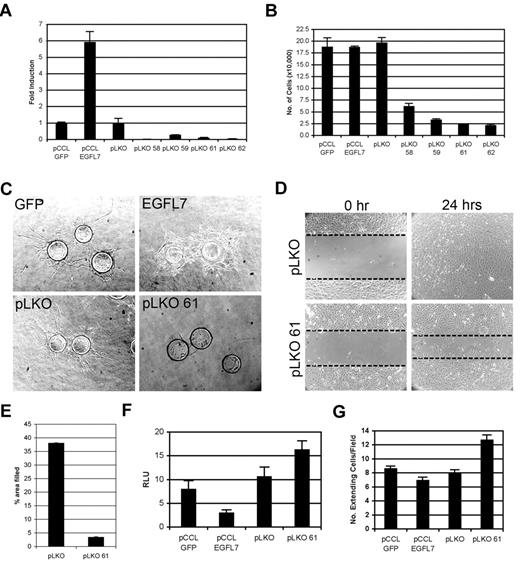 Figure 6. EGFL7 functions as an antagonist of Notch in HUVECs. (A) Human EGFL7 expression in lentivirally generated HUVEC lines, as measured by quantitative RT-PCR. Empty lentiviruses pCCL GFP and pLKO served as controls for EGFL7 overexpression and knockdown, respectively. Data are represented as fold induction relative to the lentiviral controls. (B) Proliferation assay of HUVEC lines grown in complete medium for 4 days. (C) Capillary sprouting assay. Control (GFP and pLKO), EGFL7 overexpressing (EGFL7), and knockdown (pLKO 61) HUVEC lines were coated on a cytodex bead, beads embedded in fibrin gels, and visualized on day 7. (D) HUVEC monolayer wounding assay at 0 and 24 hours. Dotted lines highlight the edges of the monolayer. (E) Quantitation of HUVEC migration in monolayer wounding assay, represented as percentage of area filled at 8 hours. (F) Transactivation of Notch/CSL-luciferase reporter in EGFL7 overexpressing and knockdown HUVEC lines. Data represented as relative luciferase units (RLU). (G) Notch4-dependent HUVEC morphogenesis assay. Control HUVECs (pCCL-GFP or pLKO) or EGFL7 overexpressing (EGFL7) or knockdown (pLKO61) cells were grown as monolayer on a fibrin gel. GFP- or Notch4/GFP-expressing HUVECs were overlaid on top of the monolayer. At day 7, cocultures were visualized and the number of GFP+ cells undergoing morphogenesis, as seen by the extending of processes into the surrounding matrix per field, was determined. Experiments were performed in triplicate, and error bars represent SD.