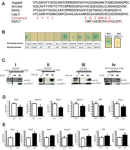 Figure 7. EGFL7 interacts with Notch receptors and regulates Notch target gene expression in vivo. (A) Alignment of the DSL domain of Jagged1, Serrate, Delta, and Lag-2 with the putative DSL domain in EGFL7. Red letters represent the consensus sequence. (B) Yeast-2-hybrid assay (left panel): EGFL7 interacts with NOTCH4 and DLL4. Full-length EGFL7, DLL4, or the extracellular domain of NOTCH4 were fused to either the DNA-binding domain or the transcriptional activation domain of GAL4, and protein-protein interactions were monitored by the ability of the transformed yeast to grow on defined medium, and expression of α-galactosidase. Yeast-3-hybrid assay (right panels): EGFL7 abolishes NOTCH4-DLL4 interaction. The Egfl7 ORF was cloned downstream of a methionine repressible promoter (Met25) and transformed into a yeast strain expressing Notch4-GAL activating domain and DLL4-GAL4 DNA-binding domain fusions. Expression of α-galactosidase was then assayed on X-gal selection plates with or without methionine. (Ci-ii) Coimmunoprecipitation assays with protein extracts prepared from HEK293 cells transfected with plasmids encoding MYC/His-tagged-Egfl7 and Notch4 ECD or Notch1 ECD. (i) A NOTCH4 antibody was used to immunoprecipitate NOTCH4 ECD, and protein complexes were probed for NOTCH4 and EGFL7 by Western blot. (ii) A MYC antibody was used to immunoprecipitate EGFL7, and protein complexes were probed for NOTCH1 and EGFL7 by Western blot. (iii) Coimmunoprecipitation assay with protein extracts prepared from HUVECs infected with an adenovirus encoding MYC-tagged-Egfl7. A MYC antibody was used to immunoprecipitate EGFL7, and protein complexes were probed for NOTCH1 and EGFL7 by Western blot. (iv) Coimmunoprecipitation assays using protein lysates prepared from E12.5 embryos. An antibody against NOTCH4 was used to immunoprecipitate NOTCH4, and protein complexes were probed for NOTCH4 and EGFL7 by Western blot. Vertical lines have been inserted to indicate a repositioned gel lane. (D) Notch target gene expression in wild-type (□, n = 4) and Tie2-Egfl7 transgenic (■, n = 6) retinas. Gene expression was measured by quantitative RT-PCR and normalized to endothelial cell number using CD31 expression. (E) Notch target gene expression in wild-type (white bars, n = 6) and Tie2-Egfl7 transgenic embryos (black bars, n = 4). Data are represented as fold change compared with wild-type. *P < .05.