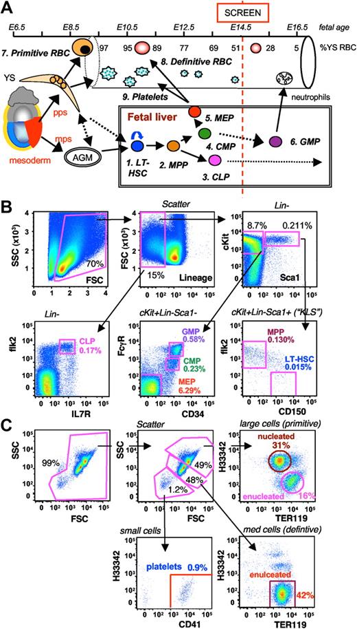 Figure 1. Development of FACS-based embryonic screening assays. (A) Schematic of hematopoietic development focusing on the circulating blood cell types and FL progenitor cell types assayed in our E14.5 screen. Early blood progenitors exit the posterior primitive streak (pps) and differentiate on the YS before entering the circulation from when the heart begins to beat at approximately E9.0. Large platelets also develop from the YS and enter the circulation early. Definitive HSCs enter and exit the midprimitive streak (mps) slightly later and migrate to the aorta-gonad-mesonephros (AGM) region where they develop with the ventral wall of the dorsal aorta where they lie dormant until the FL buds provides a receptive niche for HSC seeding and proliferation. In the FL, a hierarchy of progressively restricted progenitors is produced. Early in ontogeny, MEPs provide a high output of enucleated red cells and platelets. Later, myeloid progenitors generate neutrophils, and still later lymphoid progenitors (CLPs) seed the bone marrow and thymus where they provide B and T cells, respectively. We elected to screen the blood and FL at E14.5 so as to gain access to primitive and definitive blood cells (∼ 50:50 mix), and all definitive progenitor cell types. (B) The FL screen assays 6 functionally distinct HSC/progenitor cell subsets, LT-HSCs, MPPs, CLPs, CMPs, GMPs, and MEPs, by 8-color FACS analysis. (C) The FB screen assays 3 distinct subsets of megakaryo/erythroid cells, YS-derived primitive RBCs, FL-derived definitive RBCs, and platelets, by 3-color FACS analysis and cell size (on logarithmic scale). A representative plot of tissues from an E14.5 C57BL/6J embryo is shown, along with the percentage of nucleated blood cells (B) and percentage of total blood (C).
