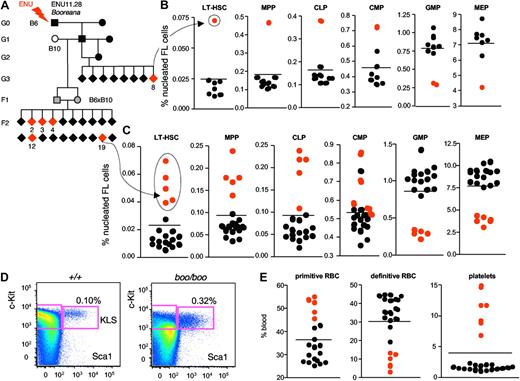 Figure 4. Booreana ENU mutant identification and heritability testing. Example of a variant embryo (mouse G3.8 from pedigree ENU11.28; A) identified by the FL screen as having atypical stem cell and progenitor FACS hematopoiesis (increased LT-HSC, MPP, CLP, and CMP; decreased GMP and MEP; B) at E14.5. The C57BL/6J G1 male founder was outcrossed to a C57BL/10SnJ female and then established as a true-breeding strain by intercrossing F1(B6 × B10) siblings and testing with the same screening protocol. Additional variant embryos (mutant F2.2, F2.3, F2.4, F2.12, and F2.19) showed an identical abnormal increase in KLS (cKit+Lin−Sca1+) and other stem cell subsets (C-D), and a perturbed fetal blood FACS profile (increased primitive RBC and platelets; decreased definitive RBC; E) at E14.5. Red dots represent putative recessive mutants; and black dots, phenotypic wild-type littermates.